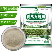 香蕉有機(jī)肥生物功能菌 抗重茬、解磷解鉀、促生長(zhǎng)的微生物菌劑全解析